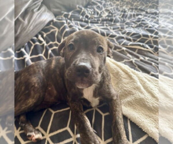Medium Photo #2 Mutt Puppy For Sale in San Juan Capistrano, CA, USA