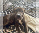 Small #1 Mutt
