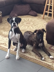Boxer Dogs for adoption in SAINT LOUIS, MO, USA