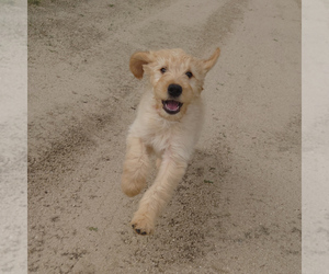 Goldendoodle Puppy for sale in PEYTON, CO, USA