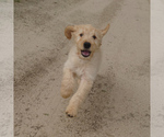 Image preview for Ad Listing. Nickname: Pixie