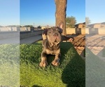 Small #11 French Bulldog