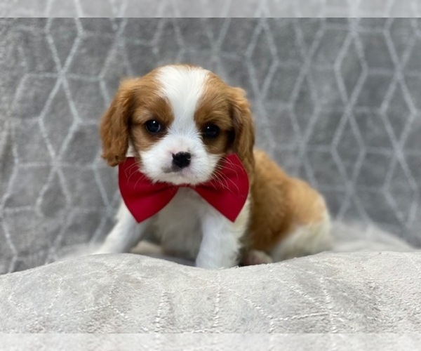 Medium Photo #4 Cavalier King Charles Spaniel Puppy For Sale in LAKELAND, FL, USA