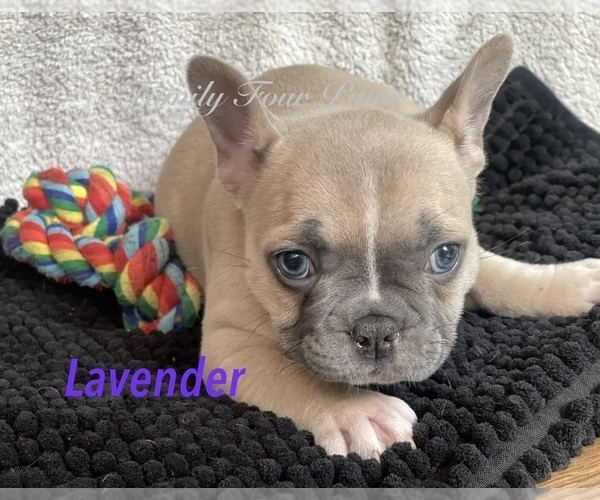 Medium Photo #26 Faux Frenchbo Bulldog Puppy For Sale in HOODSPORT, WA, USA