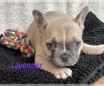 Small Photo #26 Faux Frenchbo Bulldog Puppy For Sale in HOODSPORT, WA, USA