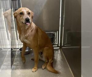 German Shepherd Dog-Unknown Mix Dogs for adoption in Modesto, CA, USA