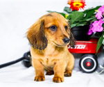 Small #4 Dachshund