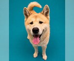 YAO - Male Chow Chow Dog for Adoption - Small photo