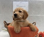 Small #1 Golden Retriever