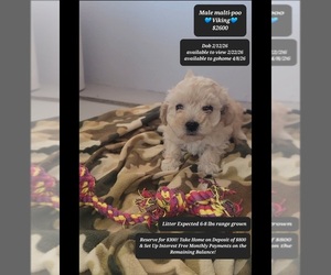 Maltipoo (Toy) Puppy for sale in TUCSON, AZ, USA