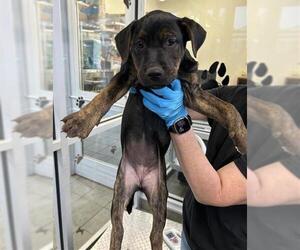 Labrador Retriever-Unknown Mix Dogs for adoption in San Antonio, TX, USA