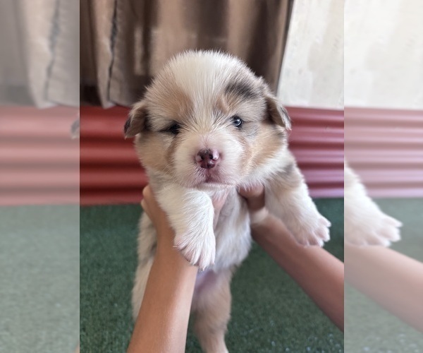 Medium Photo #23 Pembroke Welsh Corgi Puppy For Sale in CERES, CA, USA