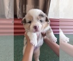 Small #22 Pembroke Welsh Corgi