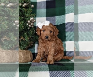 Goldendoodle (Miniature) Puppy for sale in KIRKWOOD, PA, USA