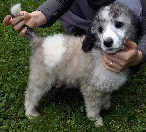 Medium Photo #1 Poodle (Standard) Puppy For Sale in EUREKA, CA, USA