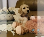 Small #1 Golden Retriever