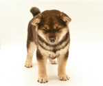 Small Photo #8 Shiba Inu Puppy For Sale in Neosho, MO, USA