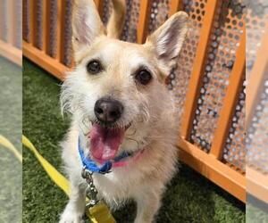 Chihuahua-Unknown Mix Dogs for adoption in Las Vegas, NV, USA