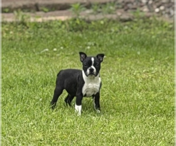 Medium Photo #13 Boston Terrier Puppy For Sale in ATHENS, WI, USA