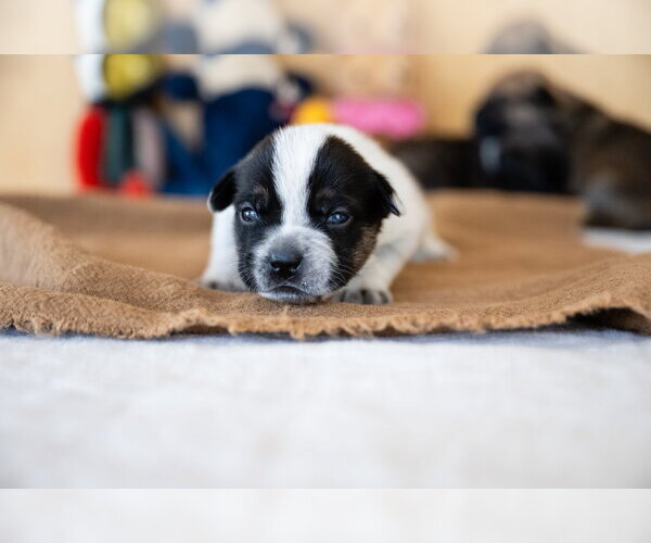 Medium Photo #6 French Bulldog-Unknown Mix Puppy For Sale in St. Louis Park, MN, USA