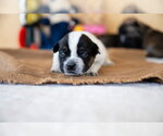 Small #5 French Bulldog Mix