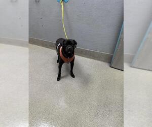 Labrador Retriever-Pug Mix Dogs for adoption in Las Vegas, NV, USA