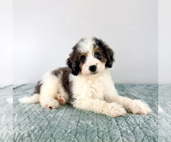 Medium Photo #2 Bernedoodle (Miniature) Puppy For Sale in GREENFIELD, IN, USA