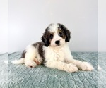 Small #1 Bernedoodle (Miniature)
