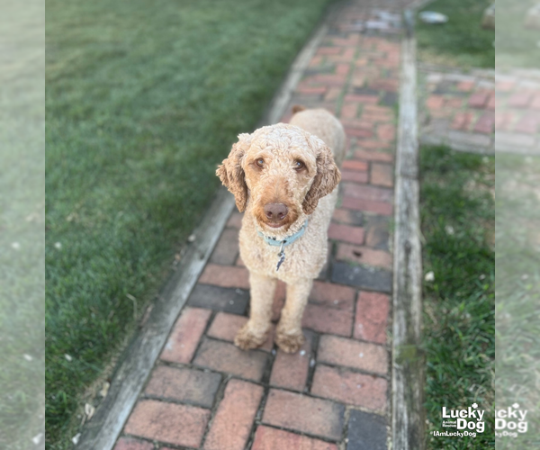 Medium Photo #9 Mutt Puppy For Sale in Washington, DC, USA