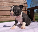 Small #1 Boston Terrier