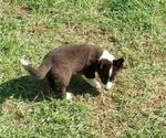 Small Photo #38 Border Collie-Pembroke Welsh Corgi Mix Puppy For Sale in CHILOQUIN, OR, USA