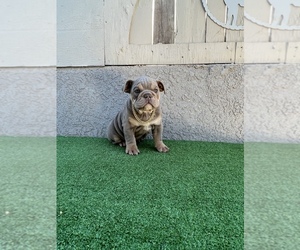 English Bulldog Dogs for adoption in PALMDALE, CA, USA