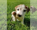 Small Photo #1 Jack Russell Terrier Puppy For Sale in IDAHO FALLS, ID, USA