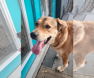 Eevee - Female Aussiedor Dog for Adoption - Photo #9