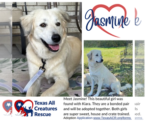 Golden Pyrenees Dogs for adoption in Lillian, TX, USA