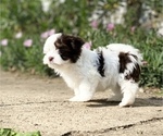 Small Photo #10 Havanese Puppy For Sale in OTWAY, OH, USA