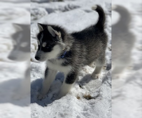 Medium Photo #7 Siberian Husky Puppy For Sale in MORGANTOWN, IN, USA