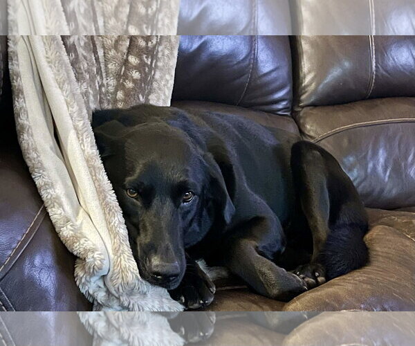 Medium Photo #5 Labrador Retriever Puppy For Sale in Fort Worth, TX, USA