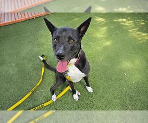 Medium Labrador Retriever Mix