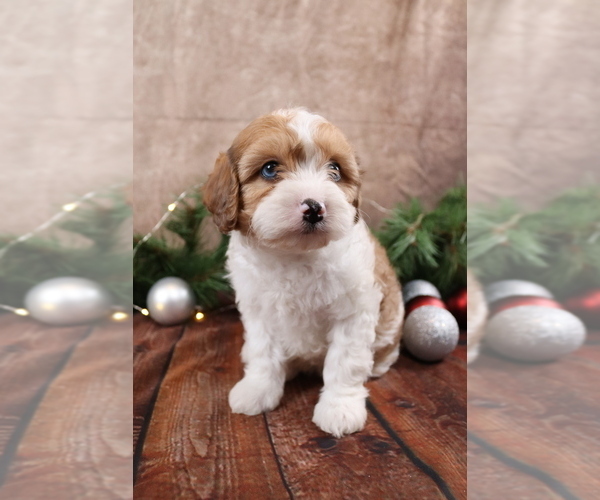 Medium Photo #2 Cavapoo (Toy) Puppy For Sale in WEST SALEM, OH, USA