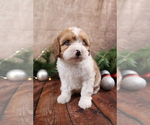 Small #1 Cavapoo (Toy)
