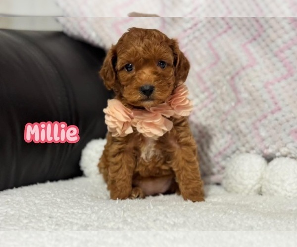 Medium Photo #1 Cavapoo Puppy For Sale in CAMPBELLSVILLE, KY, USA