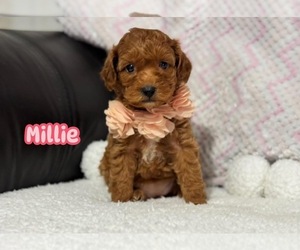 Cavapoo Puppy for sale in CAMPBELLSVILLE, KY, USA