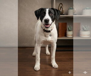 Rat Terrier-Unknown Mix Dogs for adoption in Mooresville, NC, USA