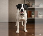 Small Rat Terrier Mix