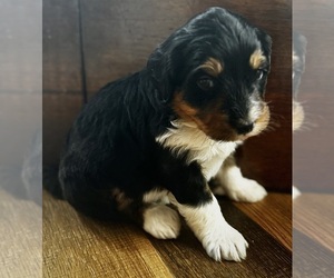 Medium Bernedoodle