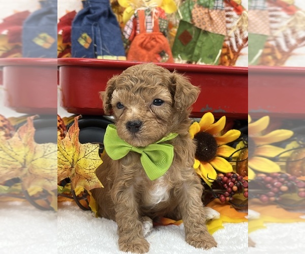 Medium Photo #1 Poodle (Miniature) Puppy For Sale in BULLARD, TX, USA
