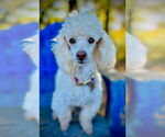 Small Poodle (Miniature)