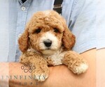 Small #4 Goldendoodle (Miniature)