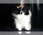 Small Photo #84 Pomeranian Puppy For Sale in WARSAW, IN, USA